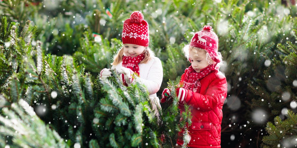 Christmas Tree Farms Near Me - The Best Christmas Tree Farms in America