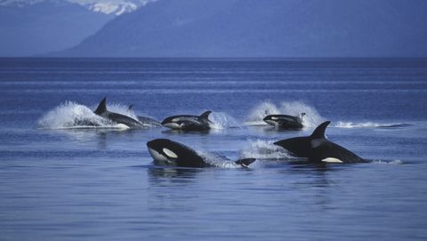killer whales in attack mode