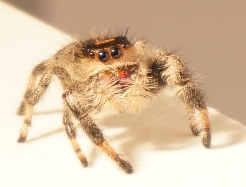 Scientists Trained A Spider To Jump On Command