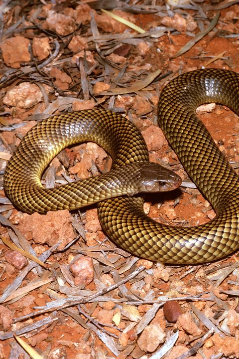King brown snake, Pseudechis australis