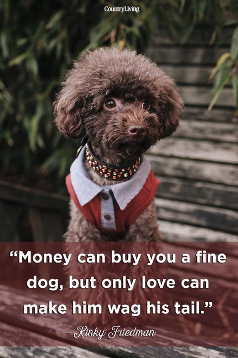 Quotes About Dogs Love Stunning 48 Cute Dog Love Quotes Puppy Sayings And Dog Best Friend Quotes Quotes About Dogs Love Stunning 48 Cute Dog Love Quotes Puppy Sayings And Dog Best Friend Quotes