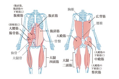 いまこそ下半身のトレーニングのはじめどき ドクターに聞く 鍛える重要性 とは