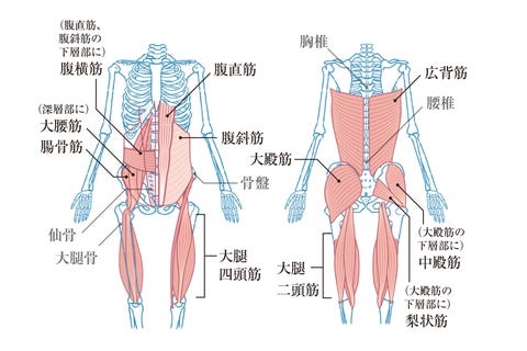 いまこそ下半身のトレーニングのはじめどき ドクターに聞く 鍛える重要性 とは いまこそ下半身のトレーニングのはじめどき ドクターに聞く 鍛える重要性 とは