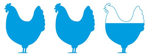 Nederlandse kippen in de vleesindustrie