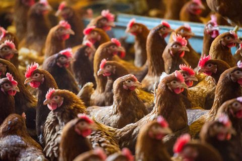 Kippen in de Nederlandse vleesindustrie