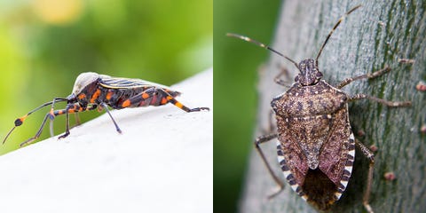 QUIZ: Can You Identify These Dangerous Summer Plants and Bugs?