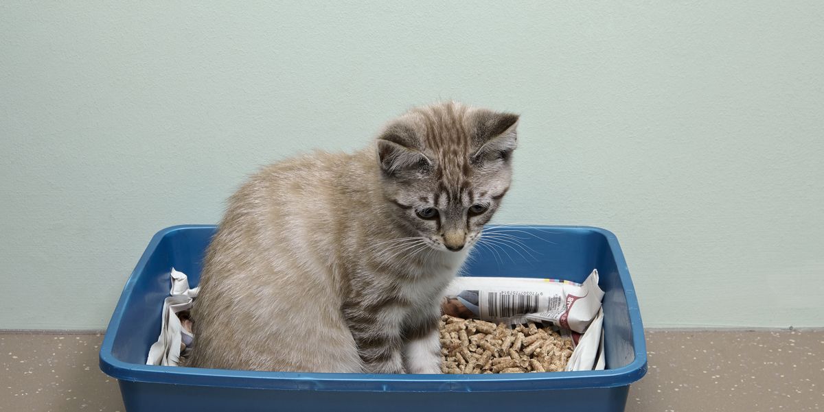 The 10 Best Cat Litters — Cat Litter Reviews