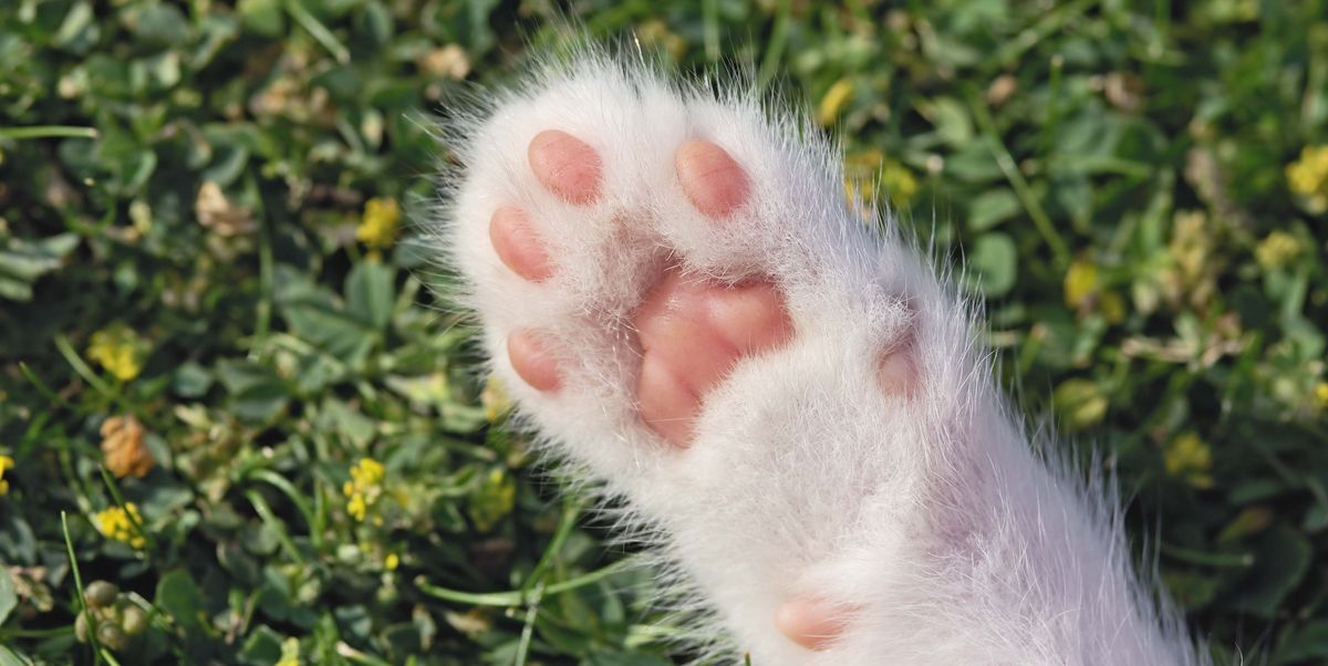 Dr. Pimple Popper Pops 'Cat's Paw' Lipoma In New Instagram Video