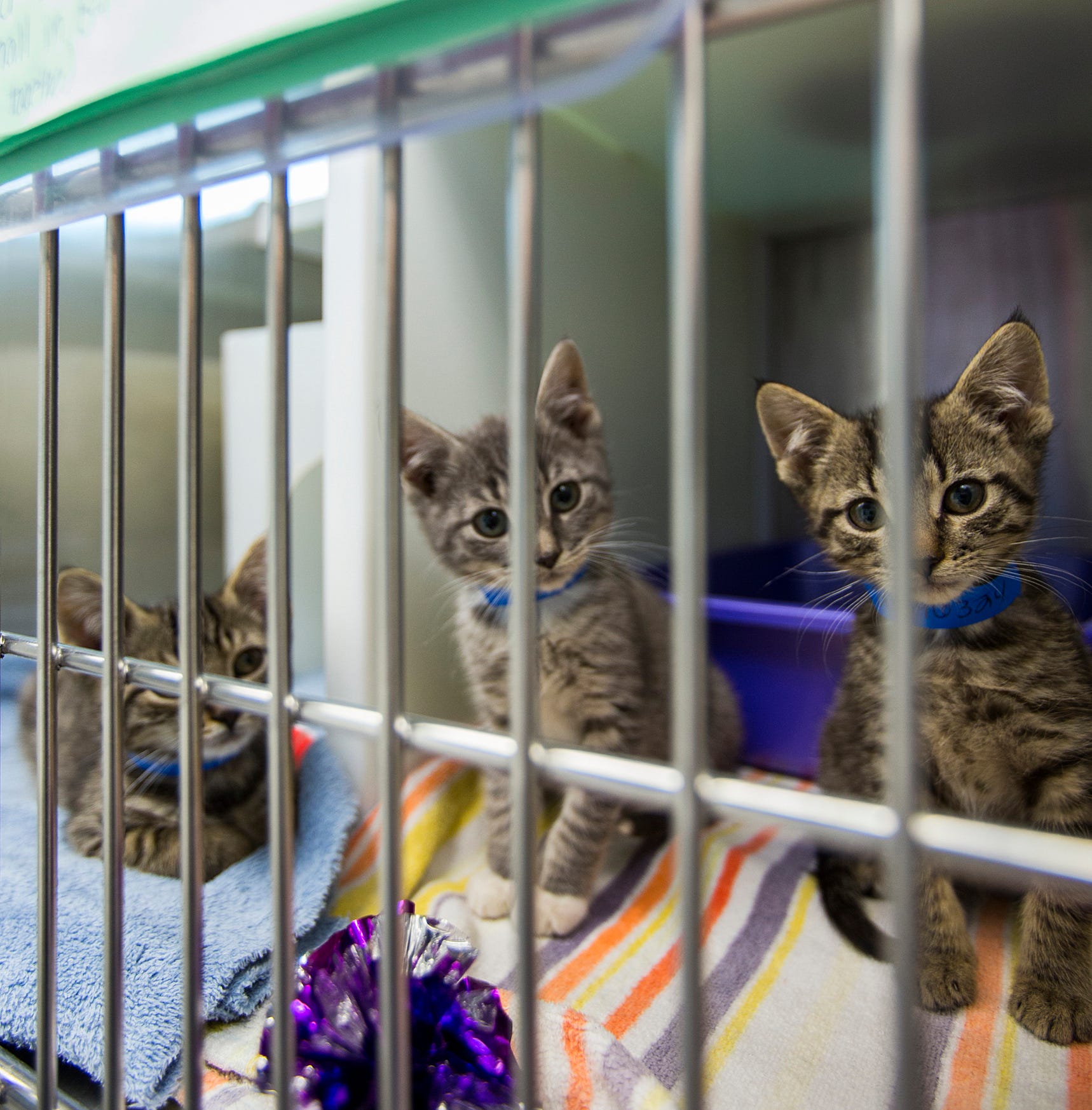 Animal Shelters Near Me Kittens Jpstm