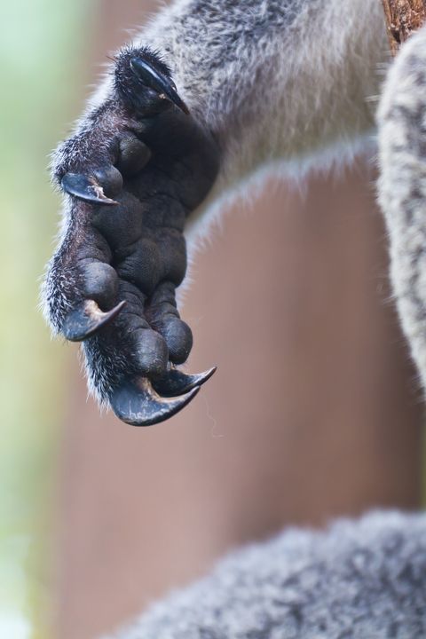 Koalas hand