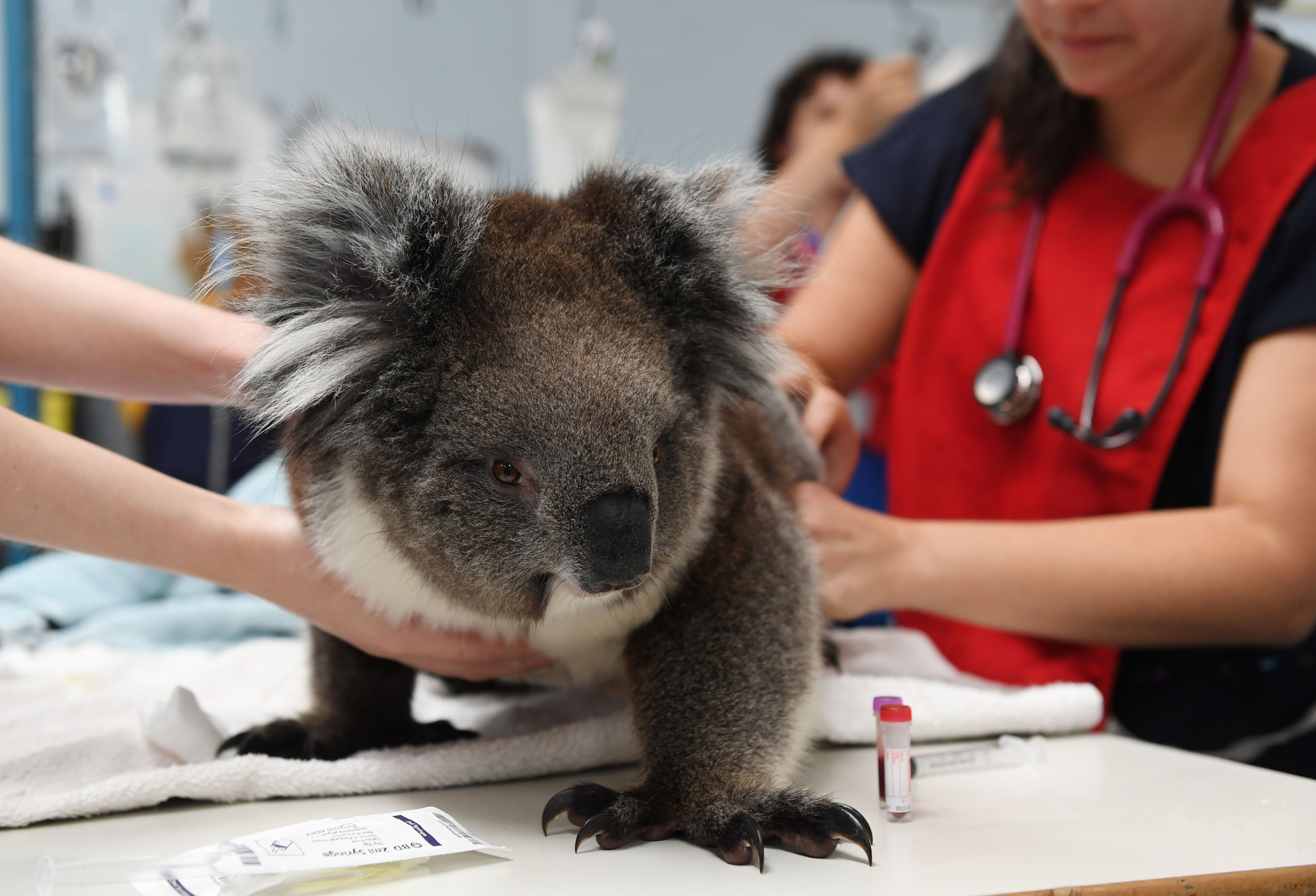 What It S Like To Take Care Of Australian Wildlife During The Fires