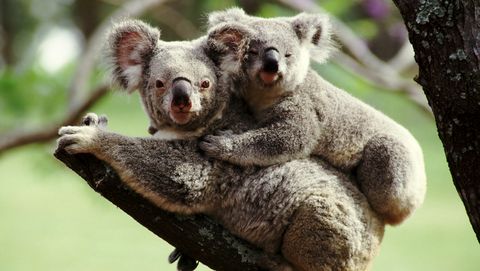 twee koala's in een boom in australië