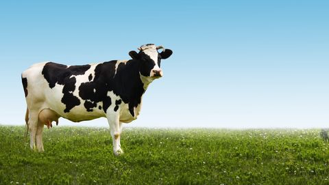 Waarom heeft een koe vier magen?