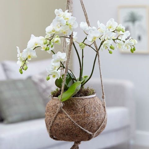 Sales Of Orchids Rise At Waitrose & Partners