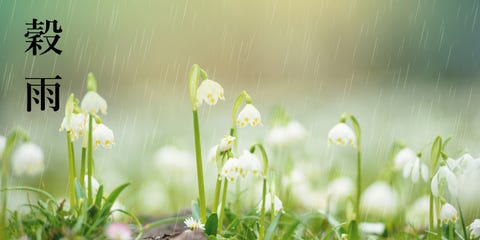 今日の暦をお知らせします 和の暦 穀雨 あしはじめてしょうず 卯月4月日 ありがたい春の雨のお話 今日の暦をお知らせします 和の暦 穀雨 あしはじめてしょうず 卯月4月日 ありがたい春の雨のお話