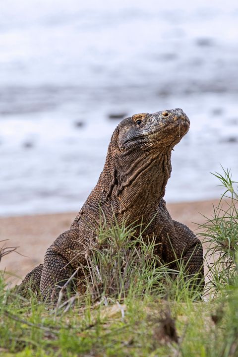 Komodo dragon - Komodo monitor leaving the beach on the island Rinca in the Komodo National Park.