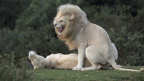 Ongekend Komt er bij dieren ook iets als een orgasme voor? RE-44