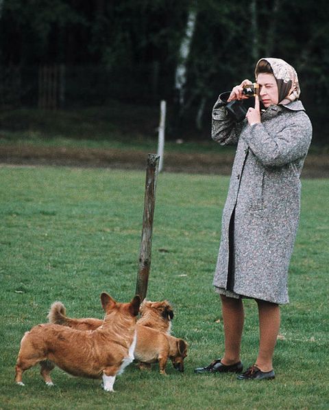 koningin elizabeth in windsor park met grijze jas en honden