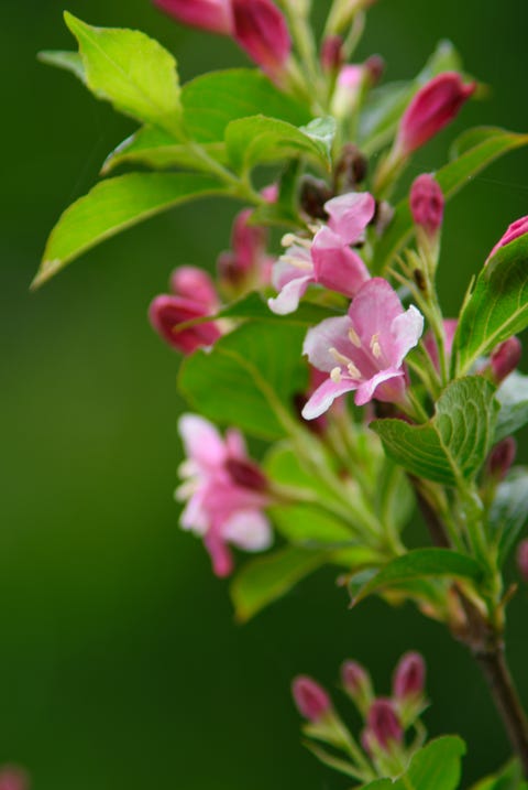 korean weigela