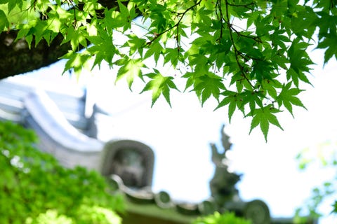 きょうの京 新緑に染まる京都 光悦寺 光揺れる静かな参道