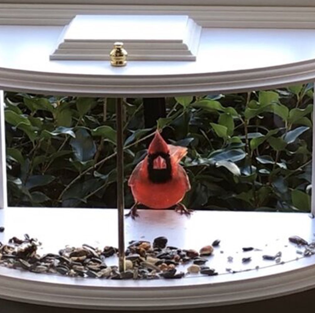 This Window Tray Bird Feeder Will Give You a Close-Up of Nature's Feathered Creatures