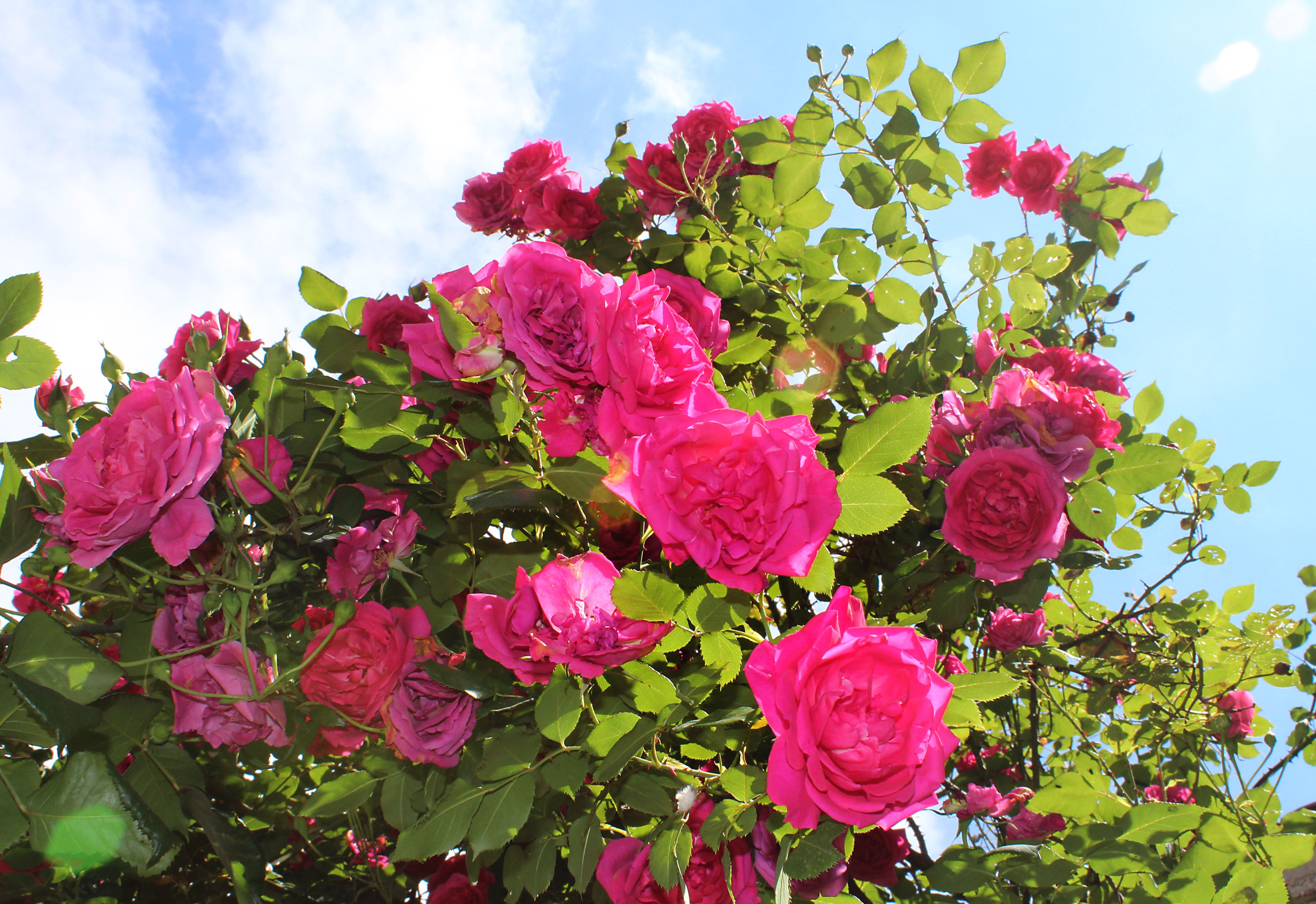 23 Beautiful Flowering Shrubs Best Flowering Bushes For Gardens