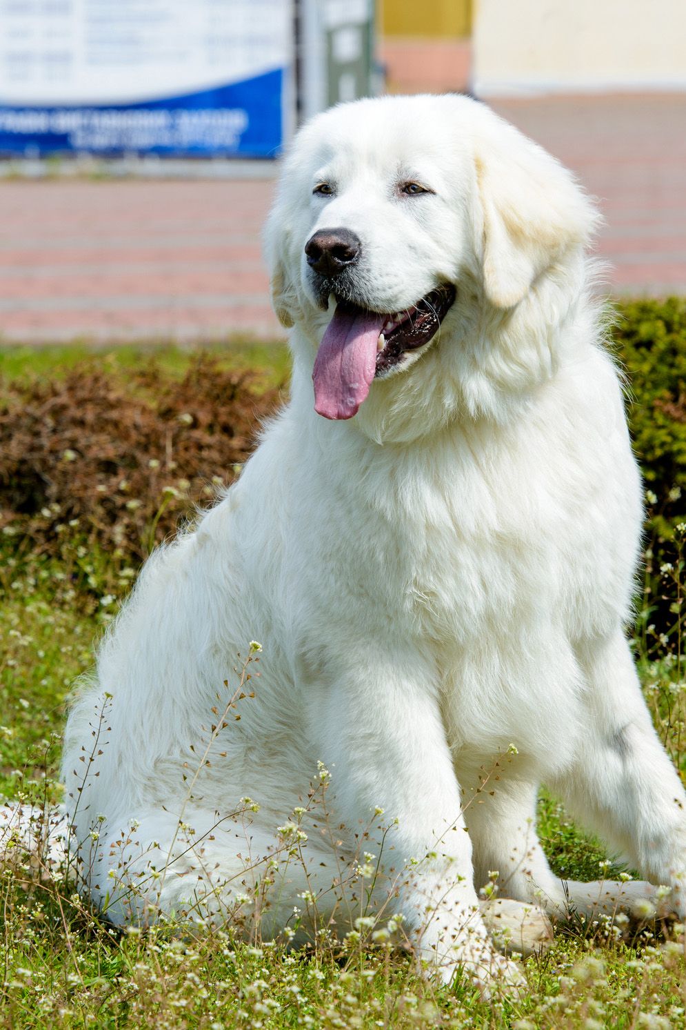 big dog breeds good with families