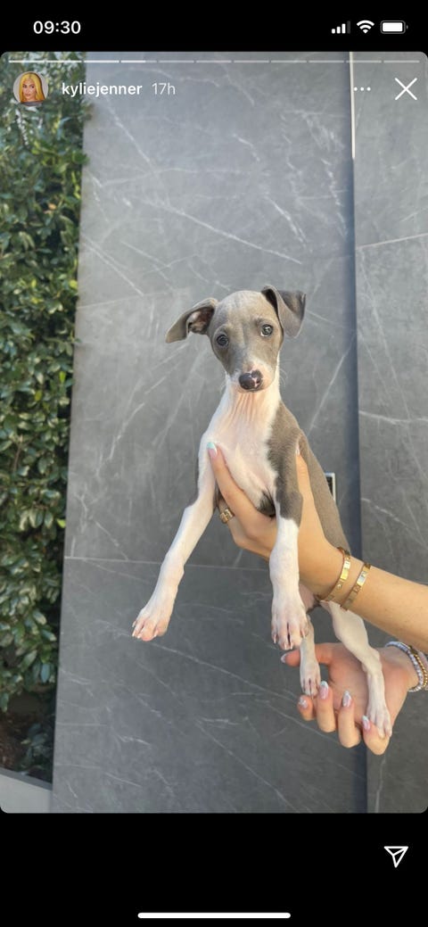 See Kylie Jenner S New Puppy Kevin In First Photos And Videos See Kylie Jenner S New Puppy Kevin In First Photos And Videos