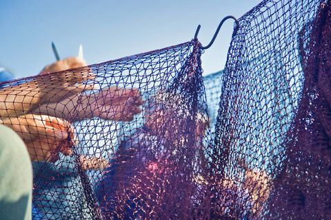 in marocco è nata la prima cooperativa femminile di pesca