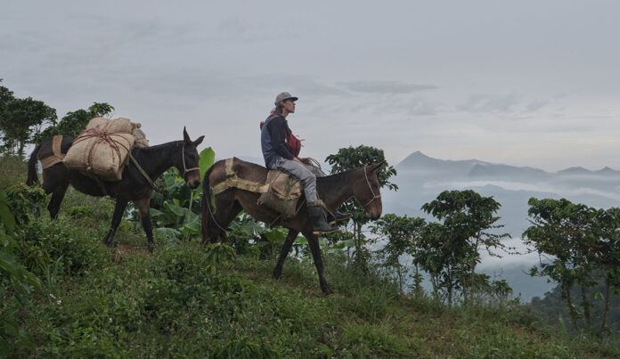 'La roya', de Juan Sebastián Mesa, entre lo urbano y lo rural