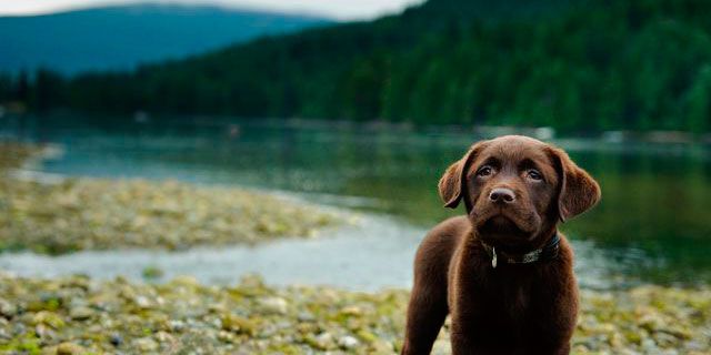Chocolate Labradors Have A Shorter Life Expectancy Than Yellow Or Black Labs