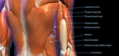 labeled anatomy chart of male lower back muscles on black background