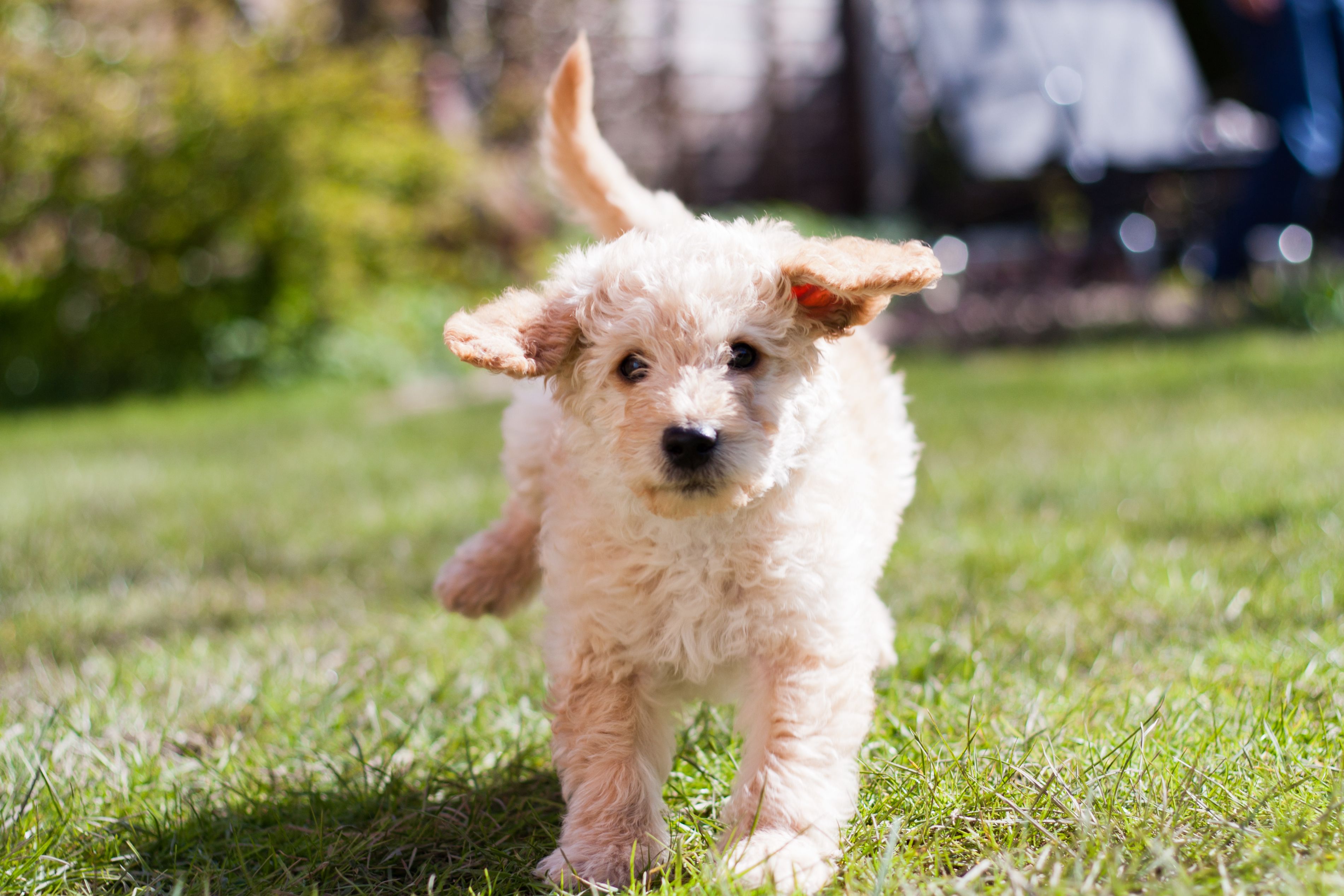 Labradoodle Creator Says He Regrets Inventing Dog
