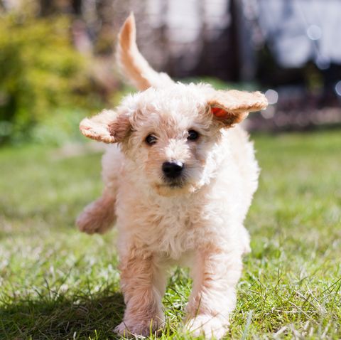 Labradoodle Puppy at Play