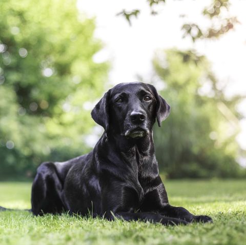 Les labrador retrievers sont l'une des meilleures races de chiens d'assistance pour les personnes ayant un handicap physique et des problèmes de mobilité