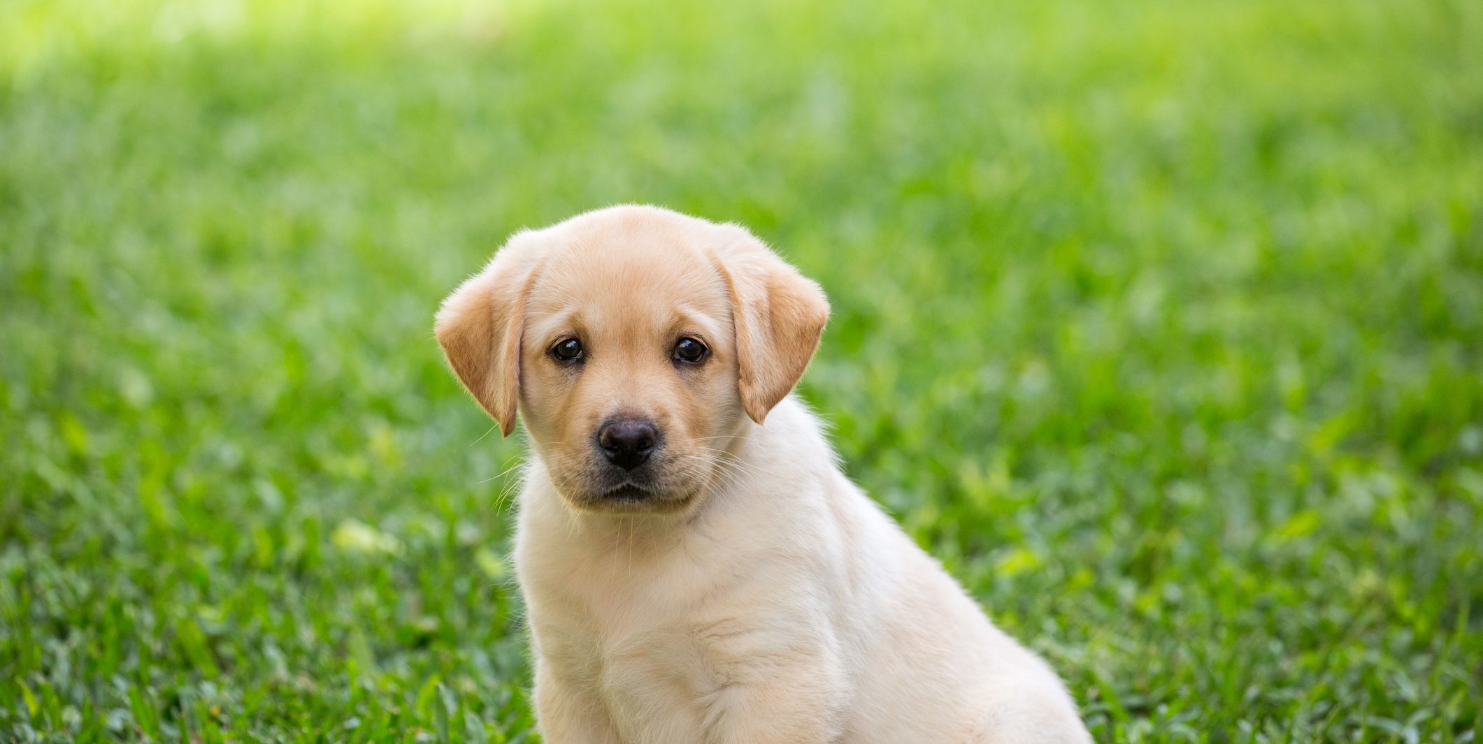 what do i need for my puppy labrador