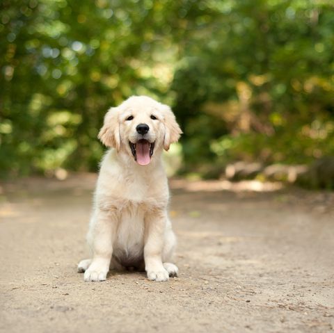 Labrador Puppy Sitting On A Woodland Path