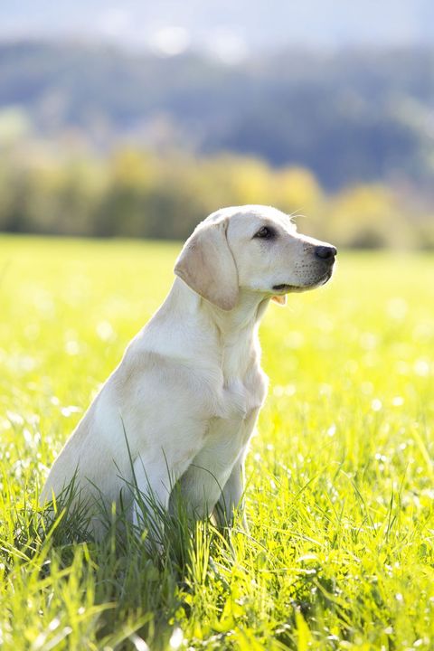 プードル レトリバー パピヨンなど 専門家が調査した賢い犬種top10