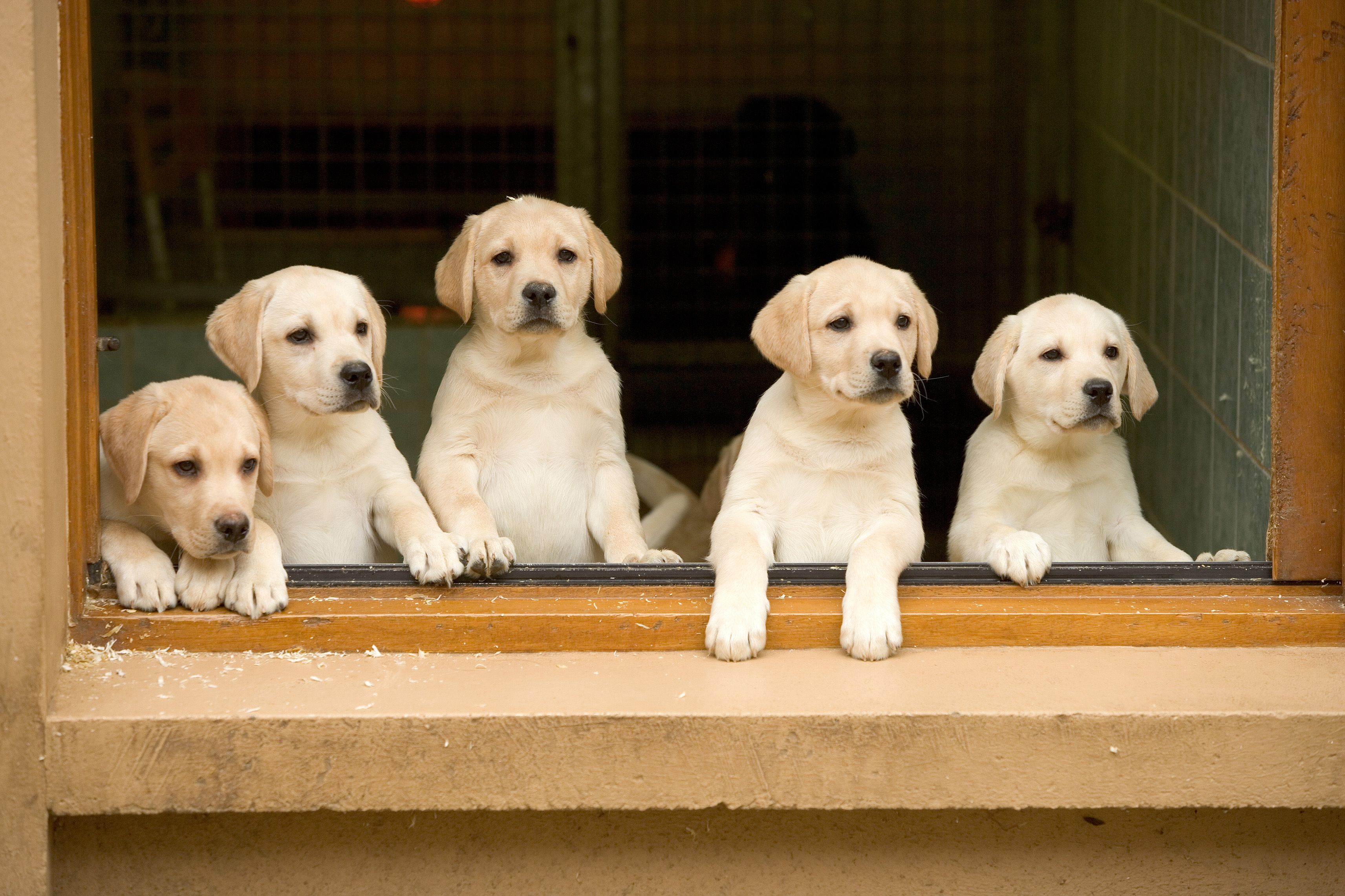 what types of dogs are retrievers