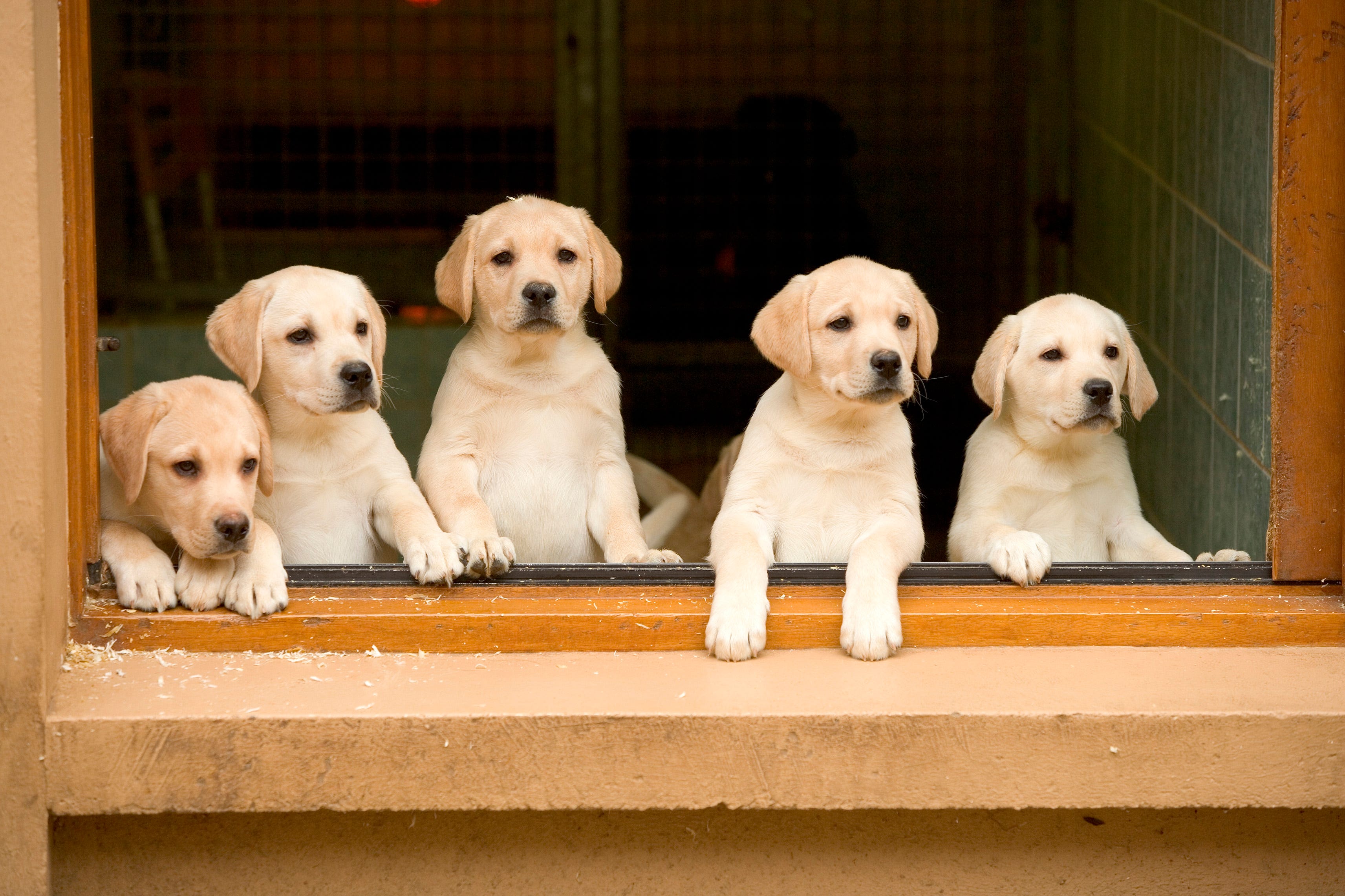 which breed of labrador is best