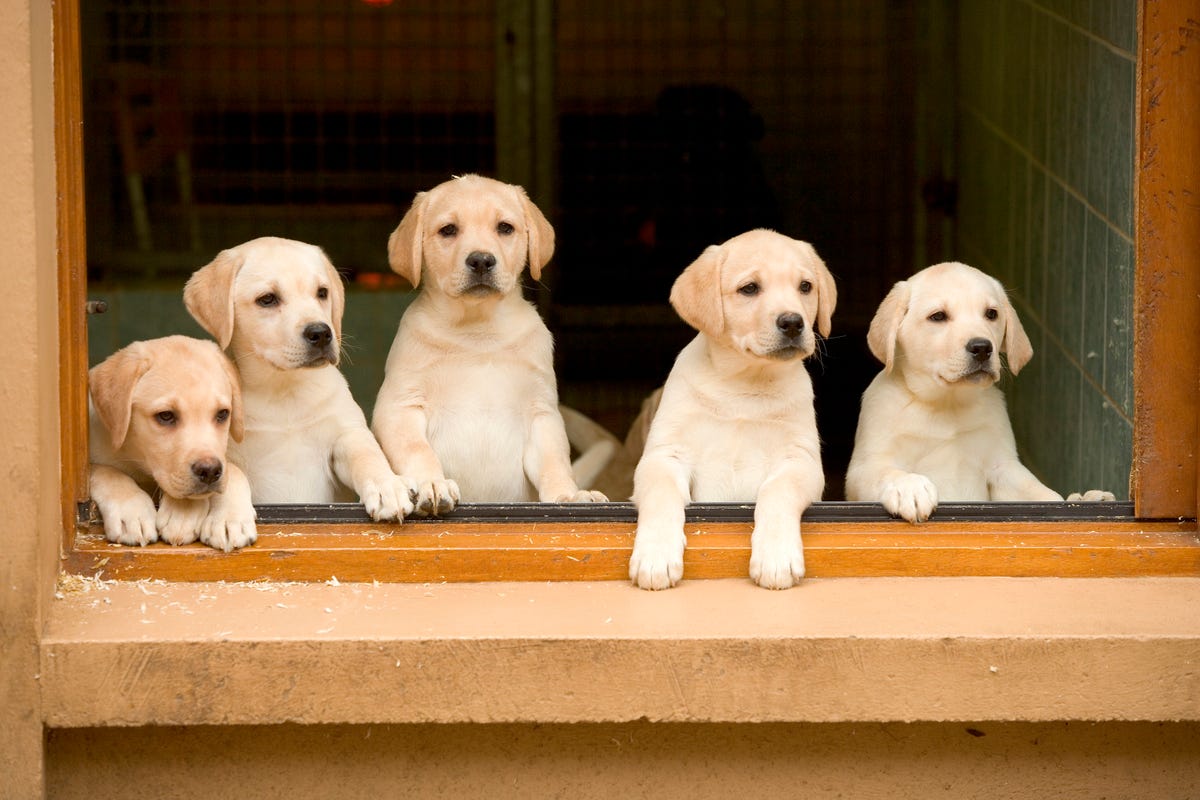 15 Best Dog Breeds For Travel - Types Of Dogs For Pet Travel