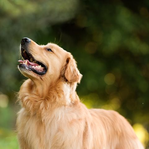 Les meilleures races de chiens d'assistance pour les personnes ayant un handicap physique et des problèmes de mobilité