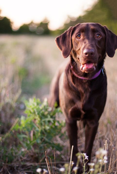 labrador retriever dog standing in field