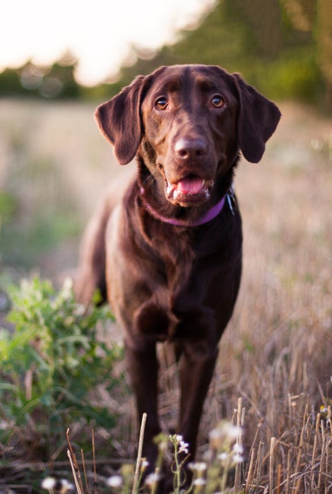 labrador retriever dog standing in field