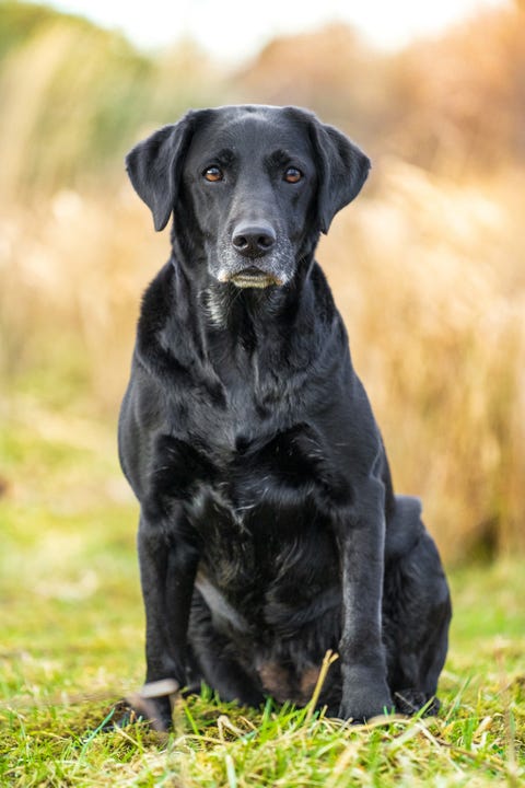 Labrador Retrievers Facts Size Weight Character Temperament Labrador Retrievers Facts Size Weight Character Temperament