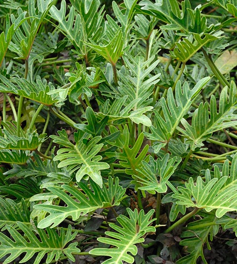 Lacy tree philodendron (Philodendron selloum) Lacy tree philodendron (Philodendron selloum)