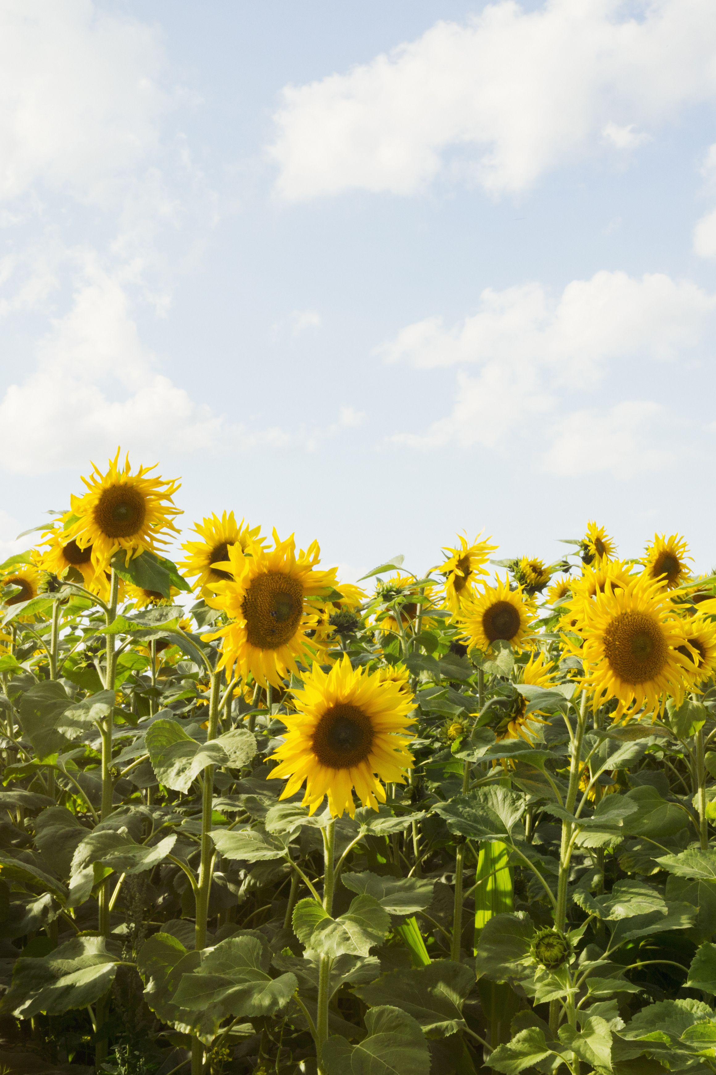 25 Best Sunflower Fields Near Me - The Best Sunflower Fields And Mazes ...