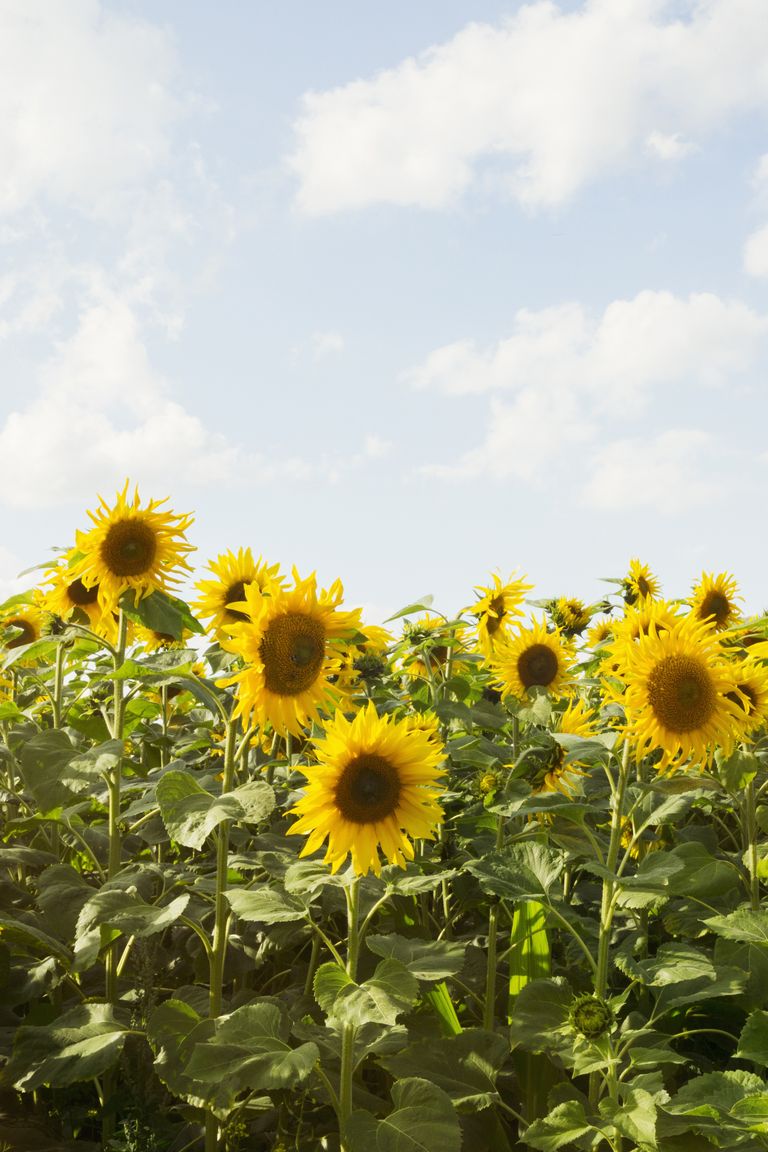 25 Best Sunflower Fields Near Me - The Best Sunflower Fields and Mazes Across the Country