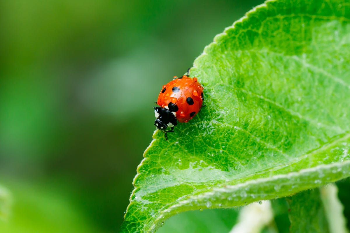 Ladybird Season: Why Are There So Many Ladybirds in the UK?