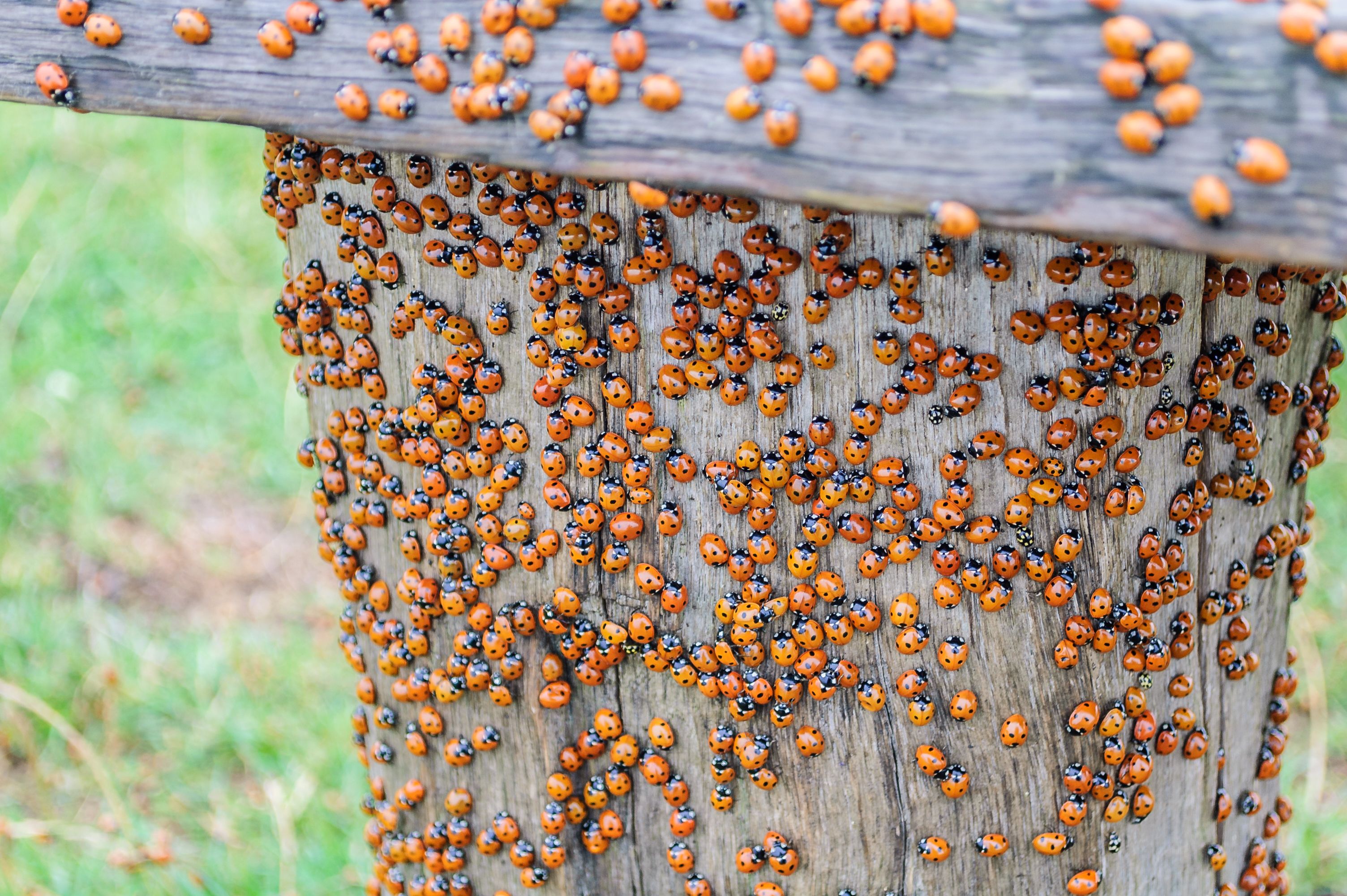 ladybug poisonous to dogs